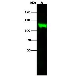 Invitrogen MVP Polyclonal Antibody 100 &mu;L; Unconjugated:Antibodies,