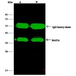 Invitrogen SNAP alpha/beta Polyclonal Antibody 100 &mu;L; Unconjugated:Antibodies,