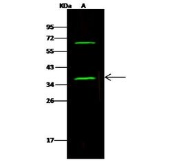 Invitrogen SNAP alpha/beta Polyclonal Antibody 100 &mu;L; Unconjugated:Antibodies,