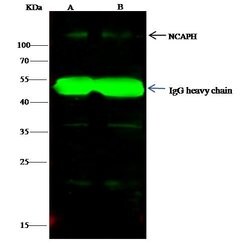 Invitrogen NCAPH Polyclonal Antibody 100 &mu;L; Unconjugated:Antibodies,