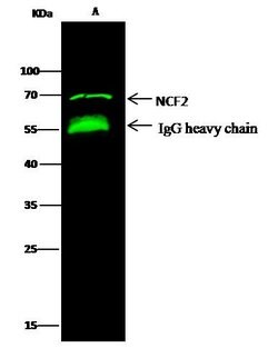 Invitrogen NCF2 Polyclonal Antibody 100 &mu;L | Buy Online | Invitrogen&trade; | Fisher Scientific