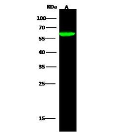 Invitrogen NCF2 Polyclonal Antibody 100 &mu;L | Buy Online | Invitrogen&trade; | Fisher Scientific