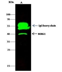 Invitrogen NDRG1 Polyclonal Antibody 100 &mu;L | Buy Online | Invitrogen&trade; | Fisher Scientific