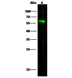 Invitrogen Nectin 1 Polyclonal Antibody 100 &mu;L; Unconjugated:Antibodies,