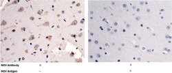 Invitrogen NOV Polyclonal Antibody 100 &mu;L | Buy Online | Invitrogen&trade; | Fisher Scientific
