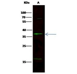 Invitrogen NOV Polyclonal Antibody 100 &mu;L | Buy Online | Invitrogen&trade; | Fisher Scientific
