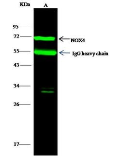 Invitrogen NOX4 Polyclonal Antibody 100 &mu;L; Unconjugated:Antibodies,