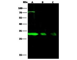 Invitrogen NQO1 Polyclonal Antibody 100 &mu;L; Unconjugated:Antibodies,