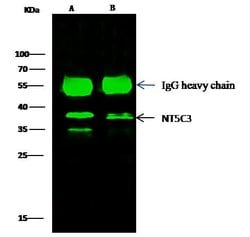 Invitrogen NT5C3A Polyclonal Antibody 100 &mu;L; Unconjugated:Antibodies,