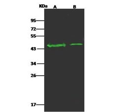 Invitrogen OR5D13 Polyclonal Antibody 100 &mu;L; Unconjugated:Antibodies,