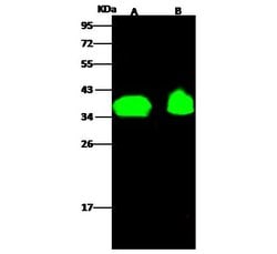 Invitrogen OR6K2 Polyclonal Antibody 100 &mu;L; Unconjugated:Antibodies,