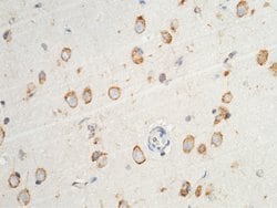Invitrogen PDI Polyclonal Antibody 100 &mu;L; Unconjugated:Antibodies,