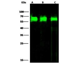 Invitrogen PDI Polyclonal Antibody 100 &mu;L; Unconjugated:Antibodies,