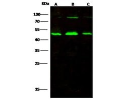 Invitrogen PARVA Polyclonal Antibody 100 &mu;L; Unconjugated:Antibodies,