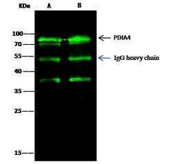 Invitrogen ERP72 Polyclonal Antibody 100 &mu;L | Buy Online | Invitrogen&trade; | Fisher Scientific