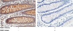 Invitrogen PDZD11 Polyclonal Antibody 100 &mu;L; Unconjugated:Antibodies,