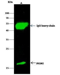 Invitrogen PFDN2 Polyclonal Antibody 100 &mu;L; Unconjugated:Antibodies,