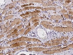 Invitrogen Profilin 2 Polyclonal Antibody 100 &mu;L; Unconjugated:Antibodies,