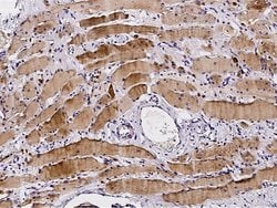 Invitrogen Profilin 2 Polyclonal Antibody 100 &mu;L; Unconjugated:Antibodies,