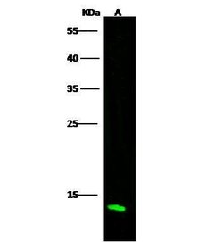 Invitrogen Profilin 2 Polyclonal Antibody 100 &mu;L; Unconjugated:Antibodies,