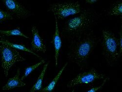 Invitrogen PIWIL4 Polyclonal Antibody 100 &mu;L; Unconjugated:Antibodies,