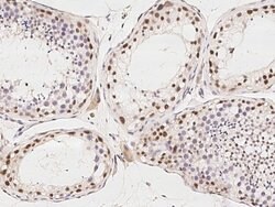 Invitrogen PIWIL4 Polyclonal Antibody 100 &mu;L; Unconjugated:Antibodies,