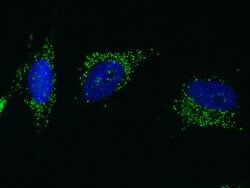 Invitrogen PML Polyclonal Antibody 100 &mu;L; Unconjugated:Antibodies,