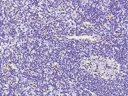 Invitrogen PML Polyclonal Antibody 100 &mu;L; Unconjugated:Antibodies,