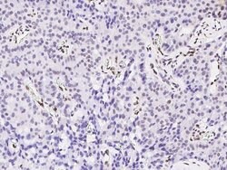 Invitrogen PML Polyclonal Antibody 100 &mu;L; Unconjugated:Antibodies,