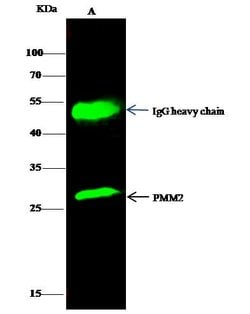 Invitrogen PMM2 Polyclonal Antibody 100 &mu;L; Unconjugated:Antibodies,