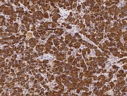 Invitrogen PNLIPRP1 Polyclonal Antibody 100 &mu;L; Unconjugated:Antibodies,