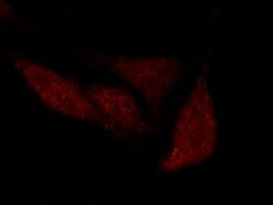 Invitrogen OCT1 (POU2F1) Polyclonal Antibody 100 &mu;L; Unconjugated:Antibodies,