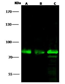 Invitrogen OCT1 (POU2F1) Polyclonal Antibody 100 &mu;L; Unconjugated:Antibodies,
