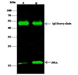 Invitrogen Cyclophilin A Polyclonal Antibody 100 &mu;L; Unconjugated:Antibodies,