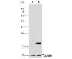 Invitrogen Cyclophilin B Polyclonal Antibody 100 &mu;L | Buy Online | Invitrogen&trade; | Fisher Scientific