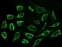 Invitrogen Cyclophilin F Polyclonal Antibody 100 &mu;L; Unconjugated:Antibodies,