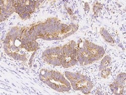 Invitrogen Cyclophilin F Polyclonal Antibody 100 &mu;L; Unconjugated:Antibodies,