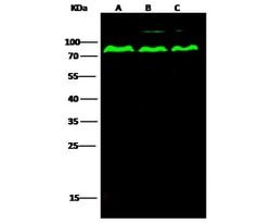 Invitrogen PPM1G Polyclonal Antibody 100 &mu;L | Buy Online | Invitrogen&trade; | Fisher Scientific