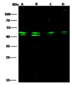 Invitrogen PPP1R8 Polyclonal Antibody 100 &mu;L; Unconjugated:Antibodies,