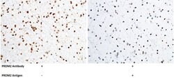 Invitrogen PRDM2 Polyclonal Antibody 100 &mu;L; Unconjugated:Antibodies,