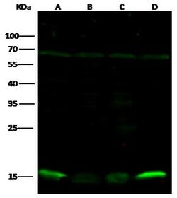 Invitrogen PRDX5 Polyclonal Antibody 100 &mu;L; Unconjugated:Antibodies,