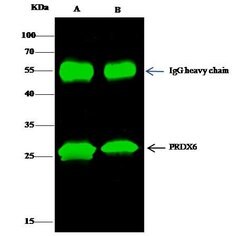 Invitrogen PRDX6 Polyclonal Antibody 100 &mu;L; Unconjugated:Antibodies,