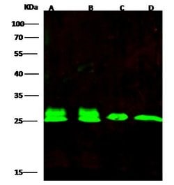 Invitrogen PRDX6 Polyclonal Antibody 100 &mu;L; Unconjugated:Antibodies,