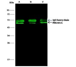 Invitrogen PRKAR1A Polyclonal Antibody 100 &mu;L; Unconjugated:Antibodies,
