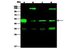 Invitrogen PRKAR1A Polyclonal Antibody 100 &mu;L; Unconjugated:Antibodies,