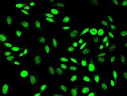 Invitrogen PRMT6 Polyclonal Antibody 100 &mu;L; Unconjugated:Antibodies,