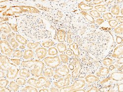 Invitrogen Prostasin Polyclonal Antibody 100 &mu;L; Unconjugated:Antibodies,
