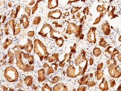 Invitrogen Prostasin Polyclonal Antibody 100 &mu;L; Unconjugated:Antibodies,