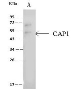 Invitrogen&trade;&nbsp;CAP1 Polyclonal Antibody