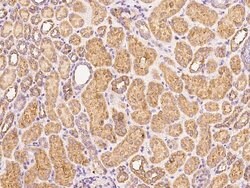 Invitrogen PSG1 Polyclonal Antibody 100 &mu;L; Unconjugated:Antibodies,